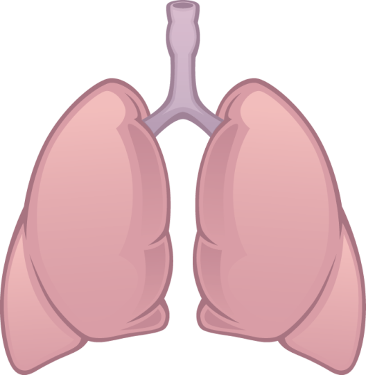 Lungs